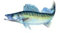 Jenzi Aufkleber Zander (Groß - Länge ca: 23cm) Wand, Laptop, Wasserflasche Vinyl Fisch-Aufkleber mit unregelmäßiger Form Grau
