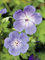 Storchschnabel 'Rozanne®' (Geranium Hybride) - 1 Pflanze
