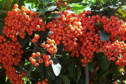 Scarlet Feuerdorn, Mittelmeer-Feuerdorn, Hardy! 30seeds