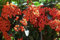 Scarlet Feuerdorn, Mittelmeer-Feuerdorn, Hardy! 30seeds