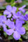 blau blühendes Immergrün Vinca minor5-7 Triebe im Topf