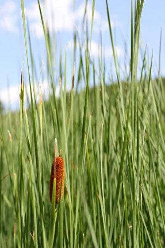 WASSERPFLANZEN WOLFF 2er-Set - Typha laxmannii - Lockerer- Schlanker-Rohrkolben, winterhart, im Winter dient das Laub/Stiele als Eisfreihalter so dass der Luftaustausch im Teich gewährleistet ist