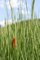 WASSERPFLANZEN WOLFF 2er-Set - Typha laxmannii - Lockerer- Schlanker-Rohrkolben, winterhart, im Winter dient das Laub/Stiele als Eisfreihalter so dass der Luftaustausch im Teich gewährleistet ist