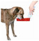 Trixie Distributeur d'eau/Gourde pour Chien 250 ML