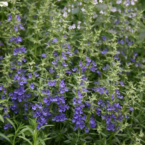Perfect Plants - Blue Hyssop Plant in a 13cm Pot Garden Ready Herb Plant