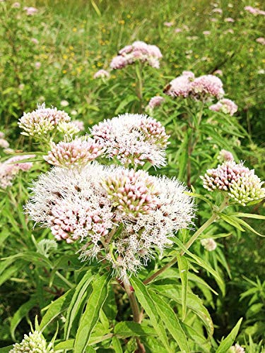 Echter Arznei Baldrian Valeriana officinalis 300 Samen