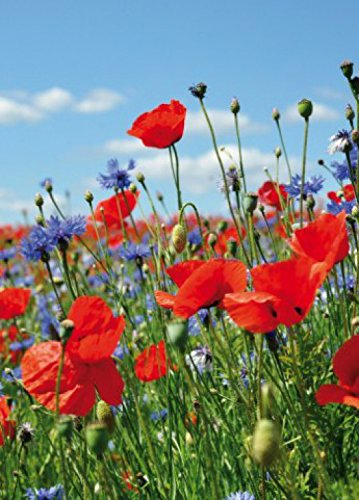 1art1 Blumen Wildblumen-Wiese Mit Mohn- Und Kornblumen, 2-Teilig Fototapete Poster-Tapete 250x180 cm