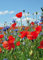 1art1 Blumen Wildblumen-Wiese Mit Mohn- Und Kornblumen, 2-Teilig Fototapete Poster-Tapete 250x180 cm