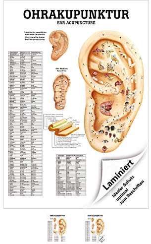 Sport-Tec Ohrakupunktur Mini-Poster Anatomie 34x24 cm medizinische Lehrmittel