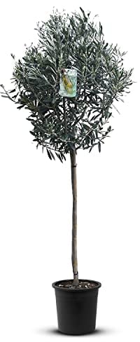 Tropictrees Árbol de olivo natural, con tronco alto de 160 cm, circunferencia de 6-8 cm, plantas frutales, plantas resistentes al invierno para decoración de jardín, 10 kg