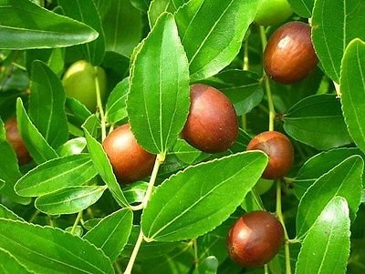 Ziziphus Jujube Jujubefrucht Baumsamen!