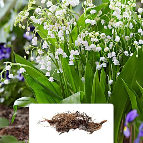 2 Convallaria Majalis – Fragrant White Bell-Shaped Flowers – Summer-Flowering Perennial Bulbs – Perfect for UK Gardens & Climate Conditions