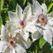 Clematis Rhizome, Geringer Wartungsaufwand, Winterhart MehrjäHrig Süß Und Charmant, Einen Geringen Pflegeaufwand, Clematis Zwiebeln, Clematis MehrjäHrig Pflanze, 4zwiebeln-C