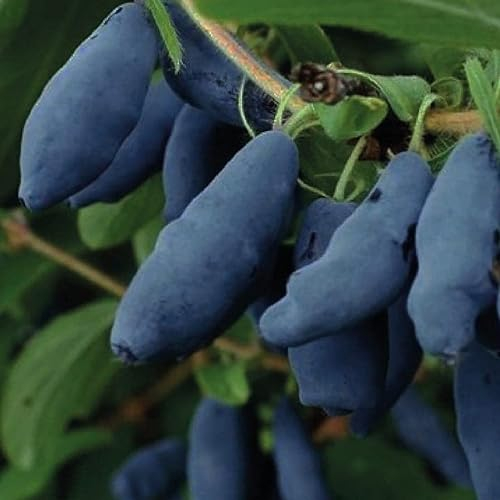 Baie du Kamtchatka Honeybee 1L - Plante de Jardin, Arbres fruitiers - la Décoration Parfaite pour Votre Propriété - Pour les Débutants et les Jardiniers Professionnels