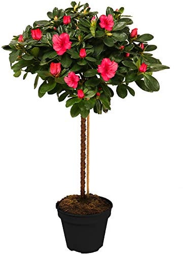 Gardeners Dream Japanische Azalee Winterhart (Azalea Japonica) - Azaleen Pflanzen Stamm - Rhododendron Pflanze - Winterharte Pflanzen für Garten - Rot - Gesamthöhe von den Wurzeln ca. 75 cm