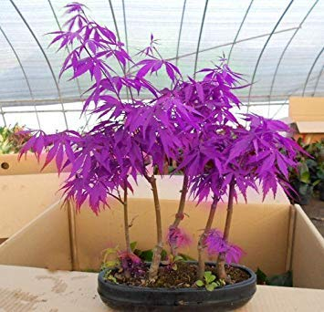 50 STÜCKE Purple Maple Seeds Selten in der Welt Kanada ist eine schöne Purple Maple Bonsai Pflanzen BäumePurple Ghost