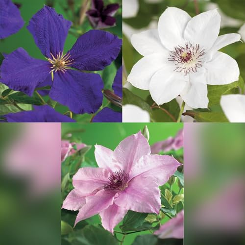 Kletterpflanze Clematis Tricolour – Mehrfarbige Blüten Rosa Weiß Lila – Wenig Pflege – 3 Pflanzen – 11 cm Höhe 40 cm – Für Garten, Balkon & Pergolen