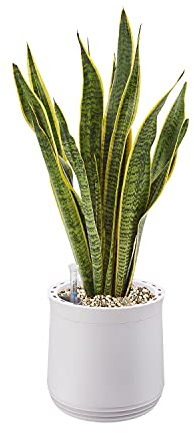 AIRY Pot M mit Bogenhanf & 6-L Airy Base Substrat • Natürlicher Luftreiniger filtert Schadstoffe, Allergene & Gerüche • Ideal für Räume mit ca. 20qm • Made in Germany, 2302-603 antikweiss-antikweiss