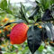Limone rosso agrumi di Sicilia 140 cm 2 anni Vivaio Annese