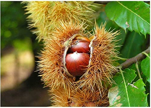 Edelkastanie Castanea sativa Pflanze 45-50cm Esskastanie Maronen Maroni Kastanie