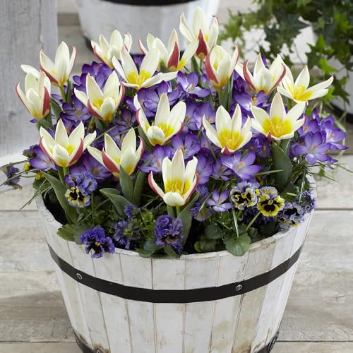 YouGarden First Spring Tulip and Crocus Mix, Set of 24 Bulbs, Autumn Planting for Spring Flowers, Flowers in Pots and Borders