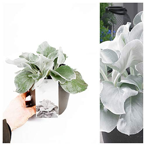 Carbeth Plants Senecio Angel Wings Plant in a 2Litre Pot Garden Ready to Plant - Large Evergreen Perennial Drought Tolerant - Silver White Foliage All Year Round Outdoors