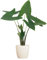 BloomPost Alocasia Zebrina — 60-70 cm + weißer Fasertopf — Zimmerpflanze — pflegeleichte Zimmerpflanze — Einfach zu züchtende Heimbüro-Pflanzen — Inklusive Topf