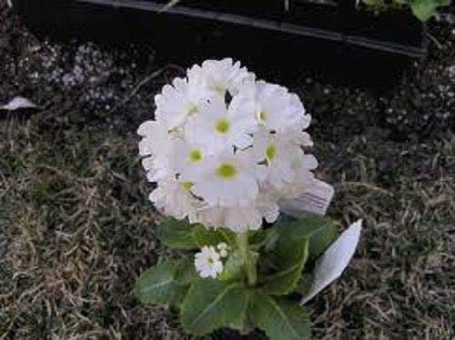 30 + Samen/Pack Primula Schneeball Blumensamen/Mehrjährige/Süße Duft/Schatten Staude