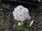 30 + Samen/Pack Primula Schneeball Blumensamen/Mehrjährige/Süße Duft/Schatten Staude