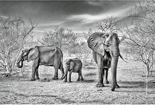 Vlies Fototapete mit Elefant | 3D Tier Tapete mit Elefanten in Landschaft in Afrika | Natur Fototapete in Hellgrau ideal für Flur und Wohnzimmer