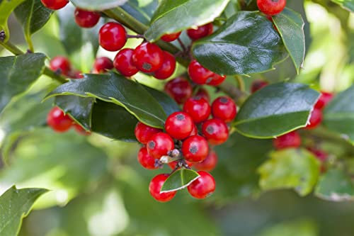 Ilex meserveae 'Blue Princess' -R- 60-80 cm - Stechpalme, dunkelgrüne Blätter, rote Beeren, winterhart, ideal für Hecken und Kübel, pflegeleicht