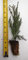 1 Riesenmammutbaum – Kalifornischer Mammutbaum – im Topf – 12,7–20,3 cm hoher Sämling