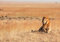 wandmotiv24 Fototapete Löwe Afrika Tiere, XL 350 x 245 cm - 7 Teile, Fototapeten, Wandbild, Motivtapeten, Vlies-Tapeten, Savanne, Raubtier, Natur M0515
