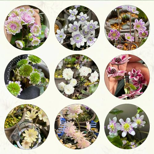400 pcs leberblümchen pflanze samen bienenweide saatgut Hepatica nobilis, bonsai topf hochbeet für balkon wildblumensamen balkon blumen seed balkongarten wildblumenwiese saatgut mehrjährig