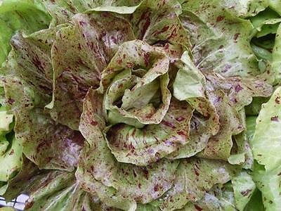 Seeds VARIEGATA DI CASTELFRANCO RADICCHIO 50 SEED SIA GUSTO & COLOR alla vostra insalata