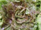 Seeds VARIEGATA DI CASTELFRANCO RADICCHIO 50 SEED SIA GUSTO & COLOR alla vostra insalata