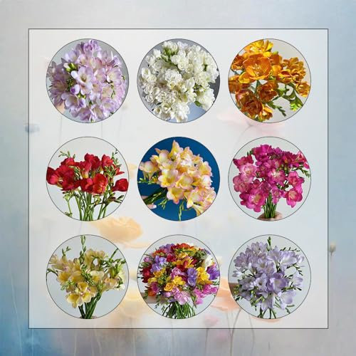 8 Pcs Reesien Zwiebeln Kaufen, Freesien Knollen, Winterharte Kübelpflanzen, Blumen Für Balkon Freesien Zwiebeln Winterhart - Freesia Hybrida - Blumen Winterhart, Bienenfreund Blumenzwiebeln