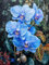 Zuooyi DIY Diamant Painting Bilder Erwachsene Blume, 5D Diamond Painting Set Kinder Orchidee, Diamant Malerei Strass Stickerei Malerei Painting Set für Home Wand Décor Round Drill,40x70cm