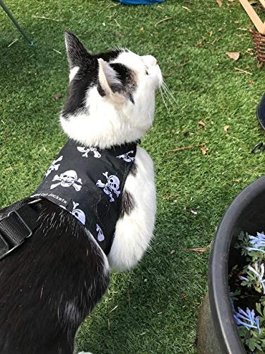 Mynwood Cat Jacke / Geschirre Schädel Erwachsene Katze Ausbruchsicher