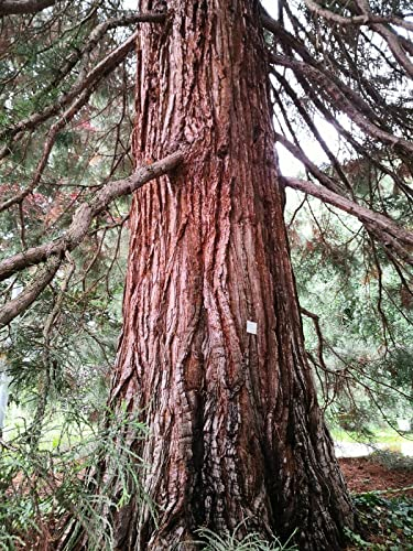 150 semi di alberi di sequoia in un set di 3 varietà diverse 50 semi ciascuno albero forestale pianta ornamentale sequoia