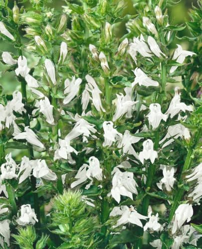 Lobelia siphilitica 'Alba' 9x9 cm Topf – Winterhart, Mehrjährig, Pflegeleicht – Weiße Lobelie – Staude für Beet & Teichrand
