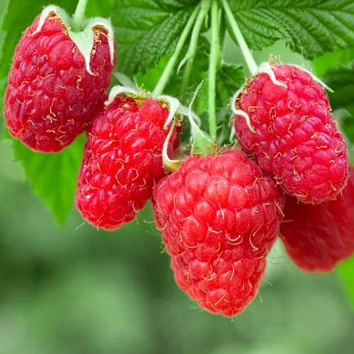 Automne heureux de framboise Rubus idaeus. Cultivez votre propre plante fruitière dans un pot de jardin.