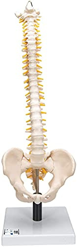 3B Scientific Menschliche Anatomie - Flexibles Wirbelsäulenmodell mit weichen Bandscheiben + kostenlose Anatomie App - 3B Smart Anatomy