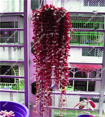 Piante rampicanti seme raro Parthenocissus tricuspidata Seed Casa Giardino delle piante ornamentali Four Seasons Fiore 60 pc/sacchetto 22
