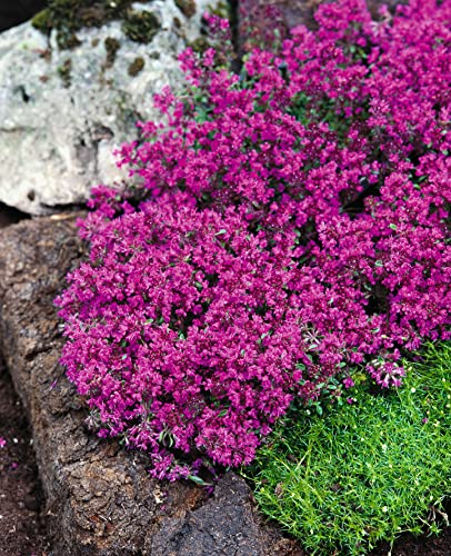 Stauden Gänge 100 x Thymus praecox 'Red Carpet‘ (StaudeWinterhart/Mehrjährig/Bodendecker/Stauden) Roter Polsterthymian - Aromatisches Bodendeckerwunder für sonnige Plätze - trittfest