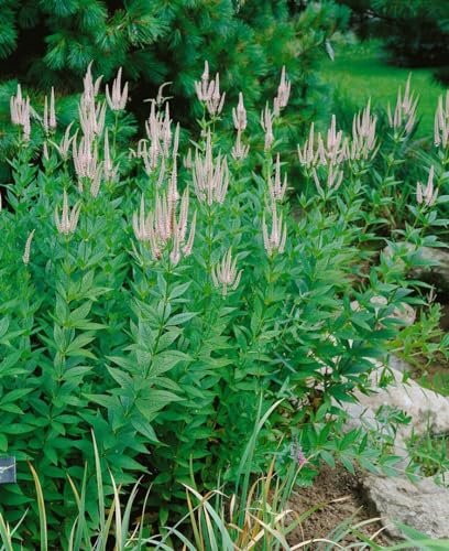 Veronicastrum virginicum 'Lavendelturm' 11x11 cm Topf – Winterhart, Mehrjährig, Pflegeleicht – Kandelaber-Ehrenpreis – Staude für Beet & Rabatte