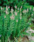 Veronicastrum virginicum 'Lavendelturm' ca. 11x11 cm Topf - Kandelaber-Ehrenpreis, lavendelfarbene Blüten, Blütezeit Juli-September, ideal für Rabatten, pflegeleicht