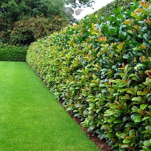 Kirschlorbeer Lorbeerkirsche Etna 140-160 cm. 60 Pflanzen - Kirschlorbeer Hecke