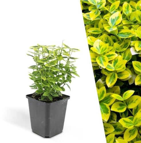 Plants by Frank Euonymus Fortunei Emerald 'n Gold, 60 Stück, Ø 9 cm | Gelbe Spindelstrauch Pflanzen, Bodendecker Winterhart Mehrjährig Immergrün, Zwergstrauch, Topf 9 cm, Höhe: 15 cm