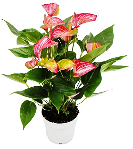 Exotenherz - Flamingoblume - Anthurium andreanum - Anthurie - 14cm Topf - mehrfarbig blühend - Livium